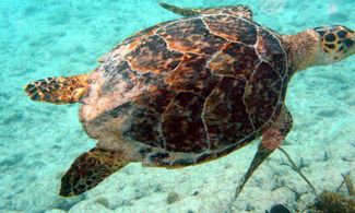 Aruba: nel regno delle tartarughe