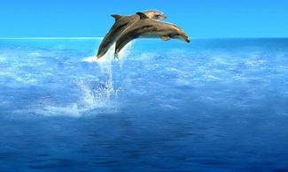 Marsa Alam, immersioni con i delfini