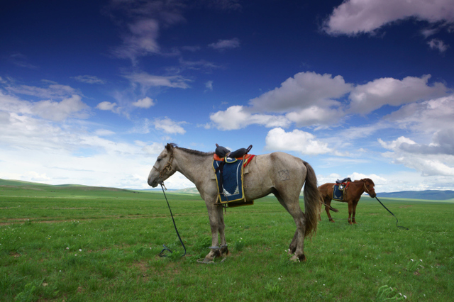 Cavallo in Mongolia