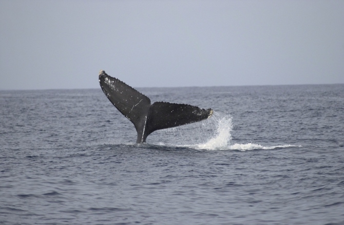 Balena in Brasile