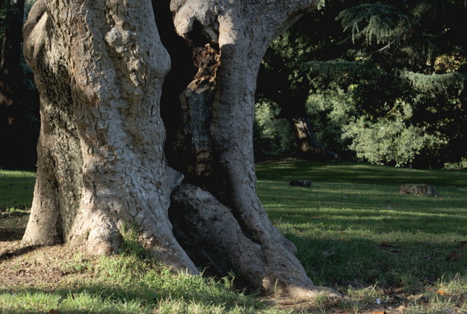 Bosco di Capodimonte