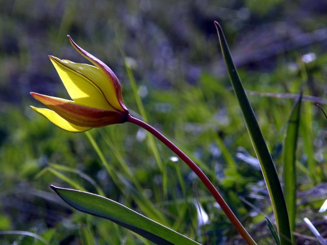 Tulipano alpino (Tulipa australis) Parco Nazionale Val Grande