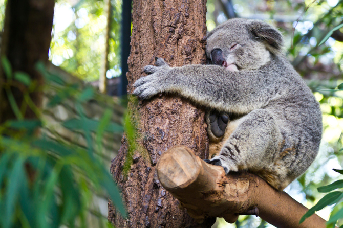 Koala