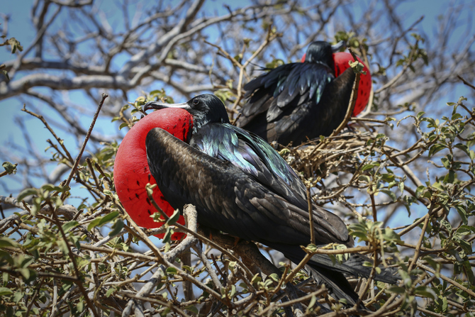 Galapagos