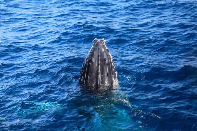 Whale Watching
