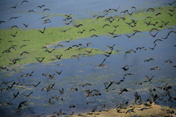 Delta dell'Okavango