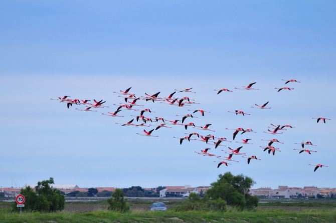 Camargue