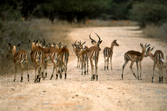 Kruger National Park