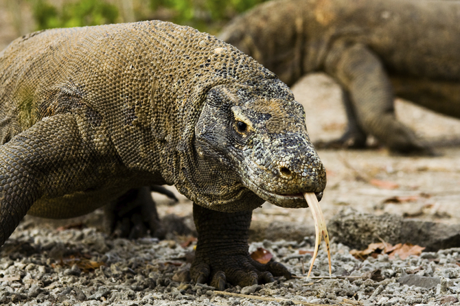 Komodo National Park