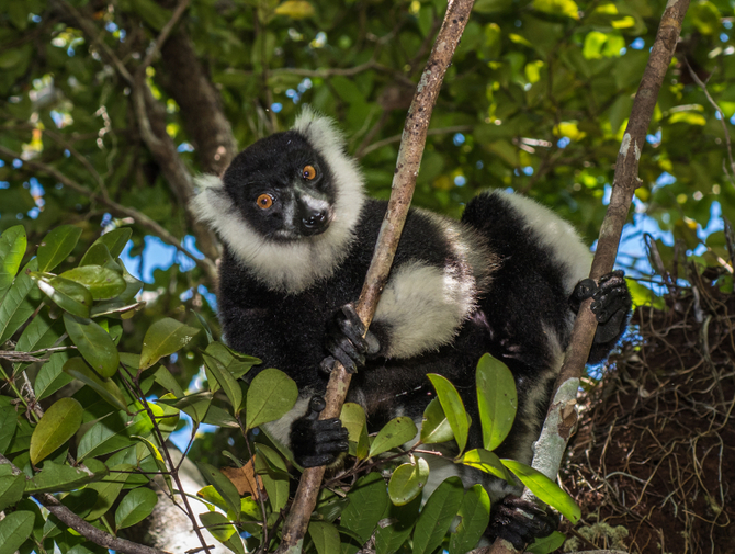 Madagascar