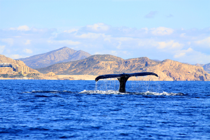 Los Cabos