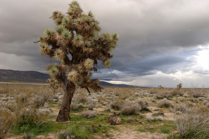 MOJAVE DESERT