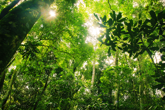 Tijuca National Park