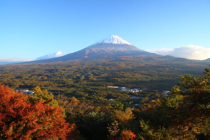 La foresta di Aokigahara