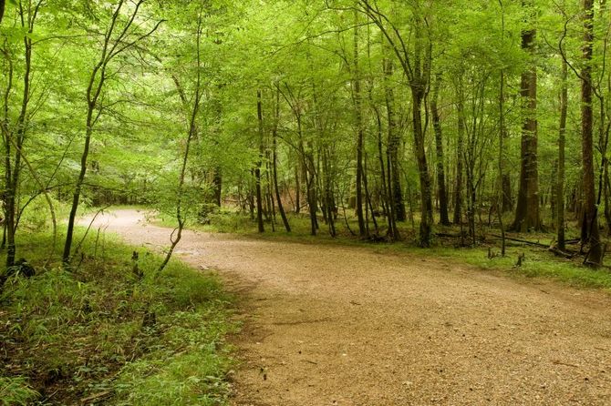 Congaree National Park