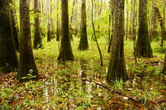 Congaree National Park