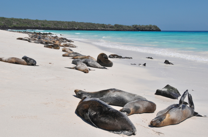 Galapagos