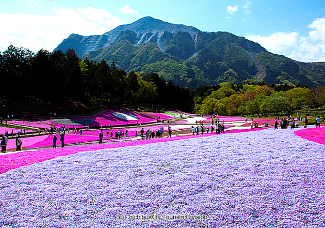 Shubazakura Hill