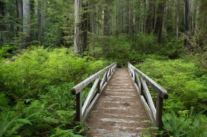 Redwood National Park
