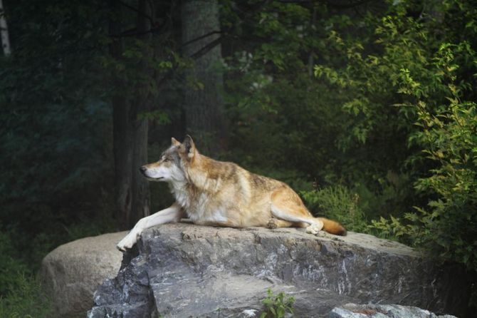 Voyageurs National Park