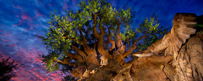 Disney’s Animal Kingdom