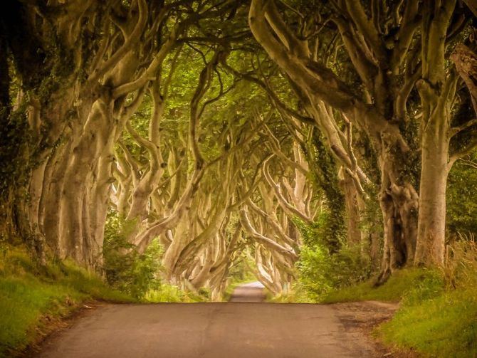 The Dark Hedges