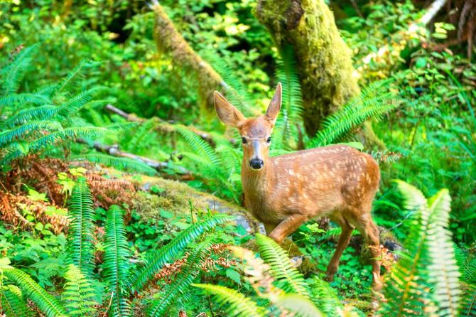 Hoh Rain Forest