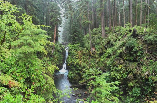 Hoh Rain Forest