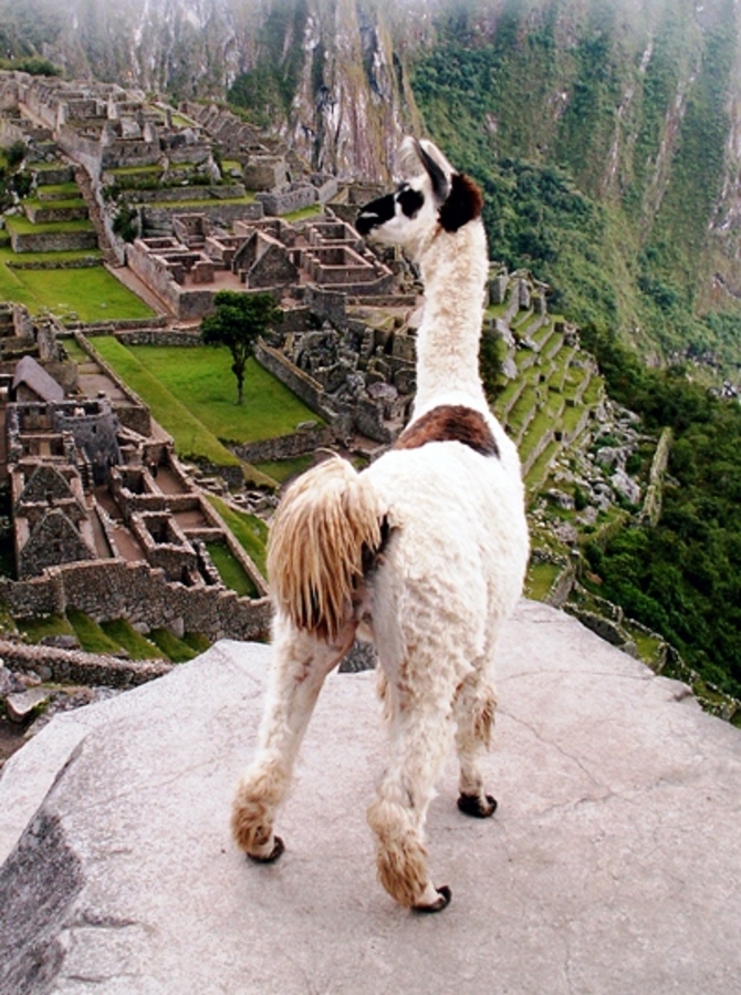 Machu Picchu