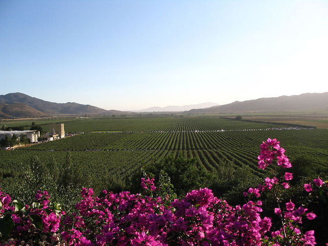 Valle de Guadelupe