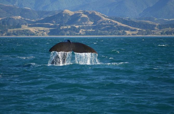 Kaikoura