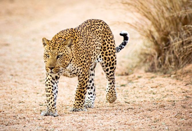 Sud Africa
