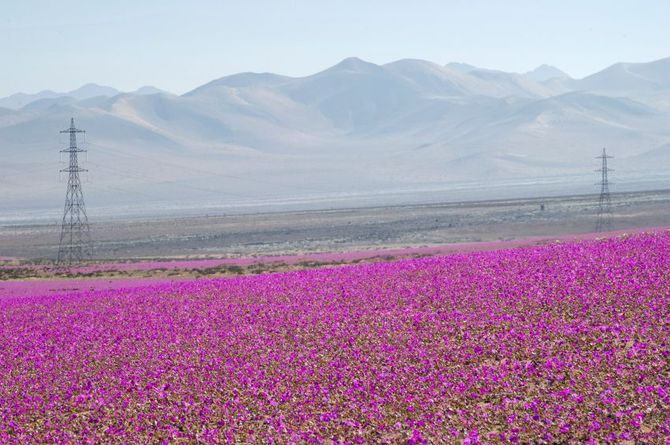 Fiori