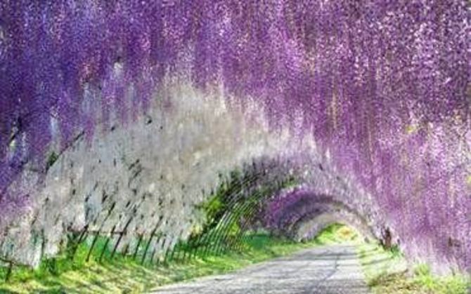Wisteria Tunnel, Giardini di Kawachi Fuji