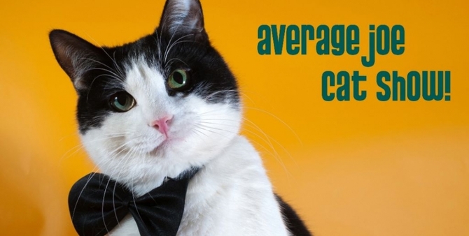 5. L’ affascinante Average Joe Cat Show ad Arlington