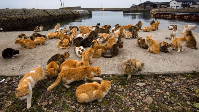 7. L’Isola dei Gatti a Tashirojima in Giappone