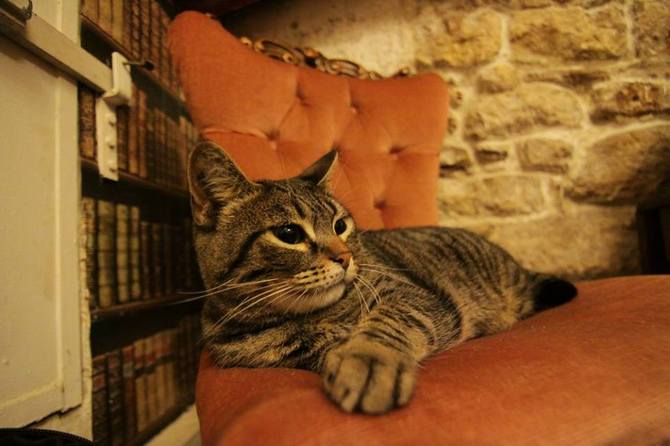 11 Le Café des Chats a Parigi