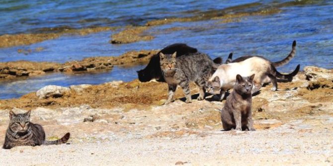 9 La spiaggia dei gatti di Su Pallosu