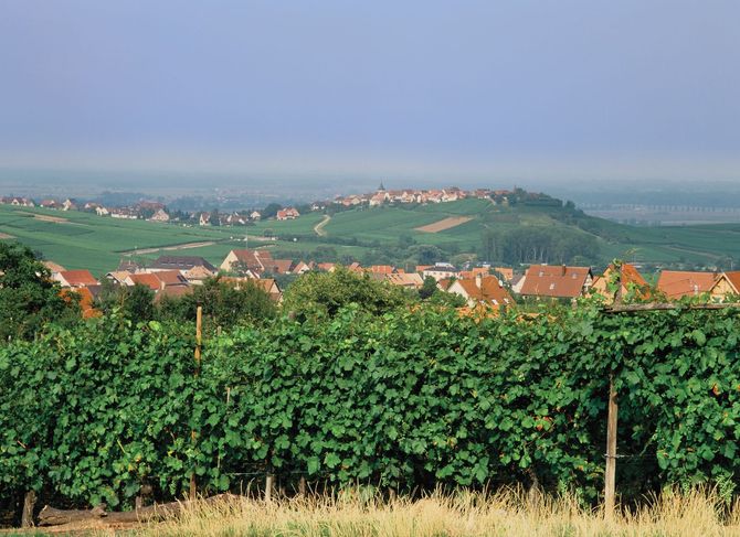 Route des vins