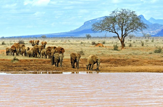 Africa
