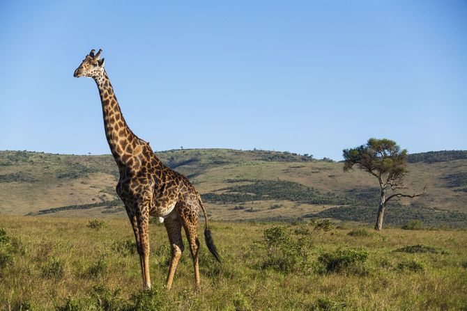 Africa - Togo