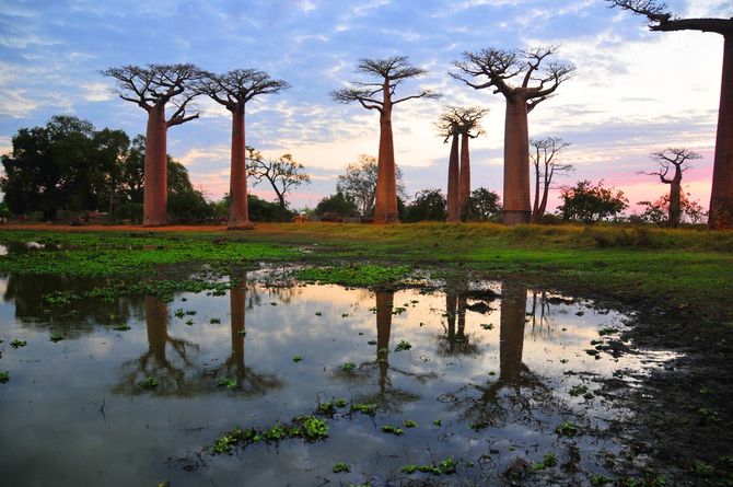 Il viale dei baobab