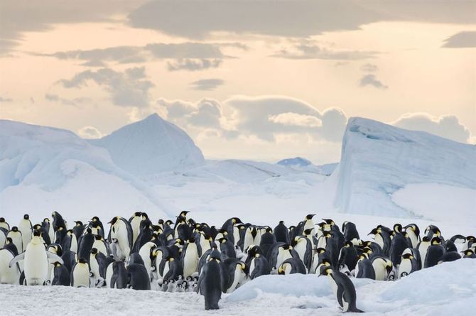 Un pinguino  anziano