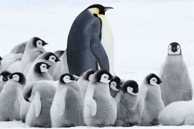 La marcia dei pinguini - Ritorno in Antartide