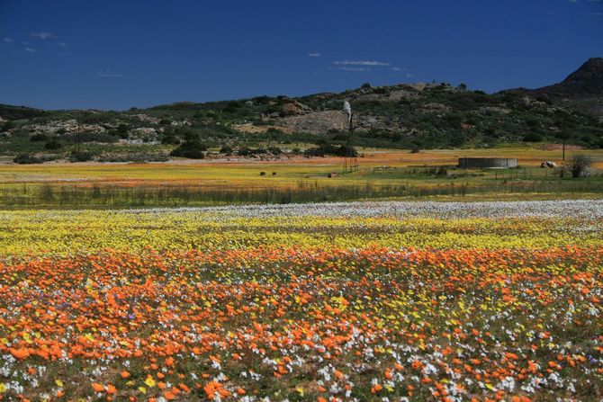 8 Namaqualand