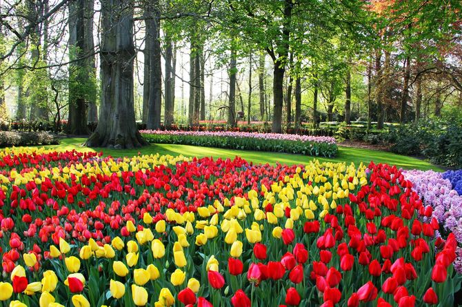 Keukenhof