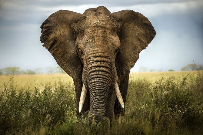 Elefanti - India