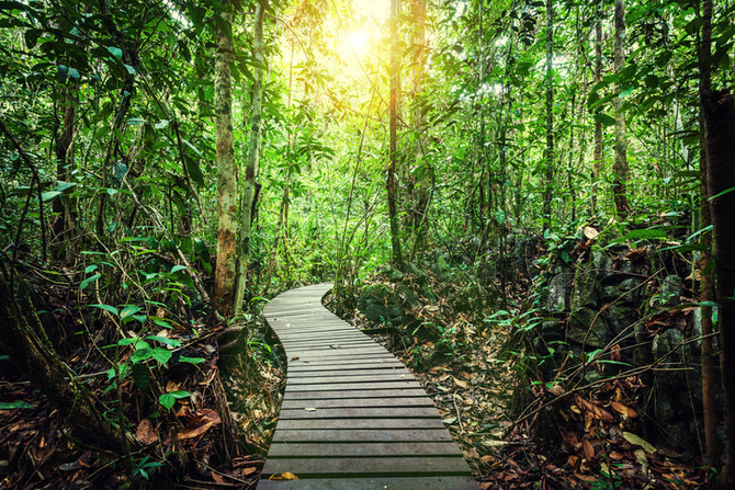 Il Borneo e la sua giungla