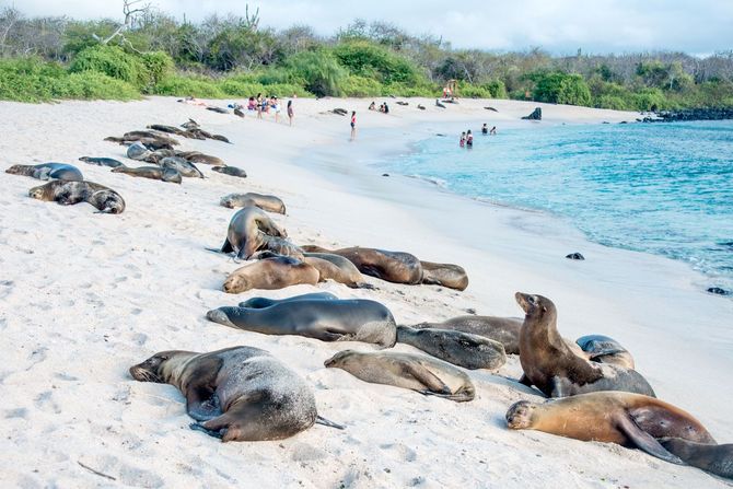 4 Galapagos