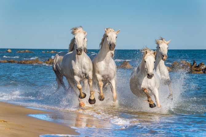 Camargue